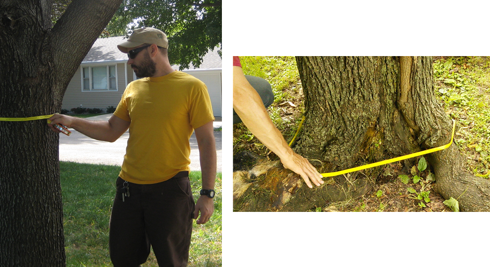 Measurements of truck flare diameter (right photo) and diameter at breast height (DBH, left photo).