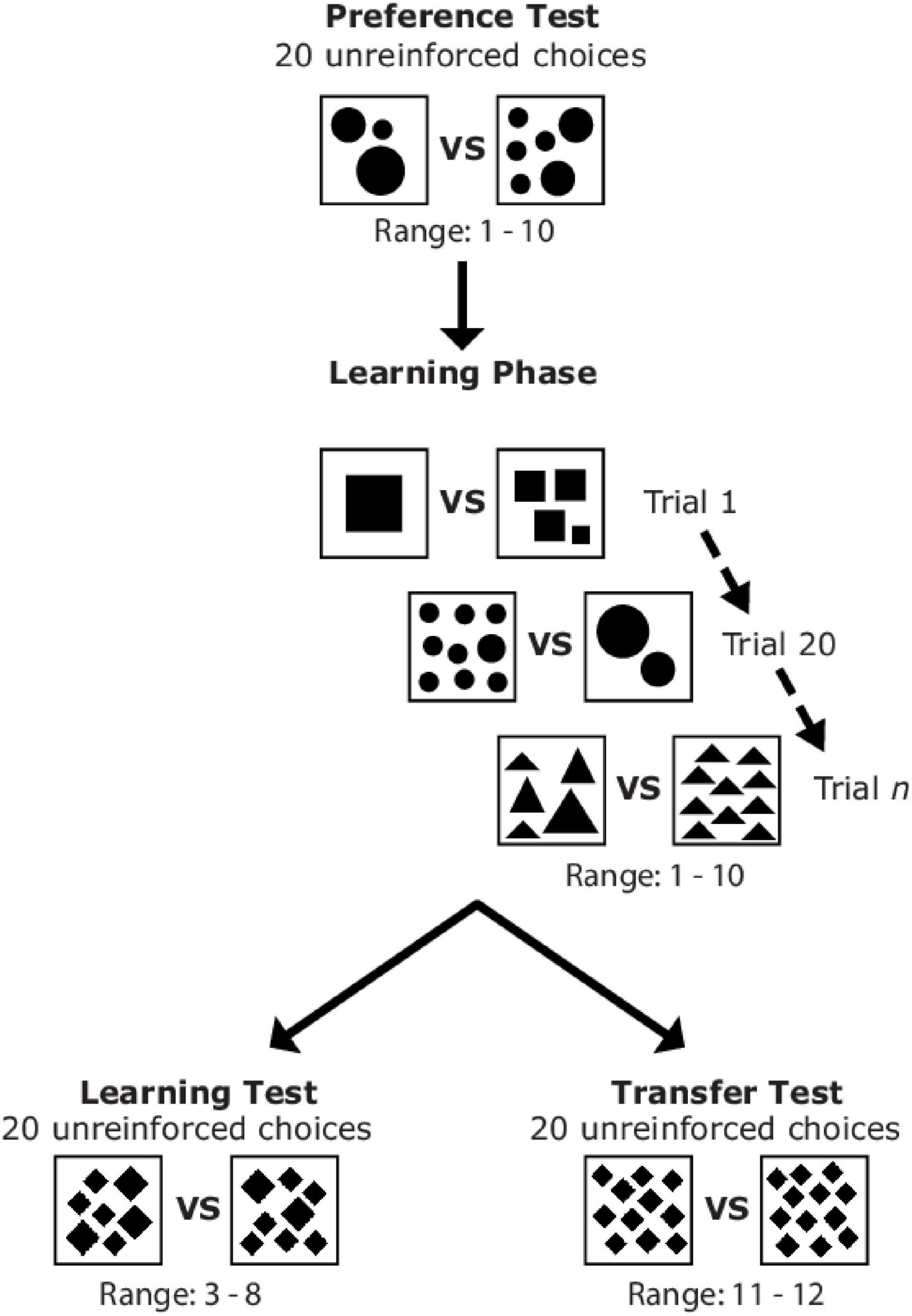 Figure 1 from Howard et al. (2022). Sequence of the different experimental phases and examples of stimuli which could be presented to a bee during the preference test, learning phase, learning test, and transfer test.