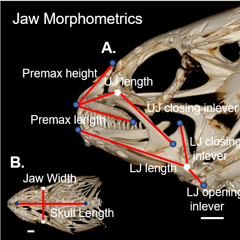 Picture showing fish measurements