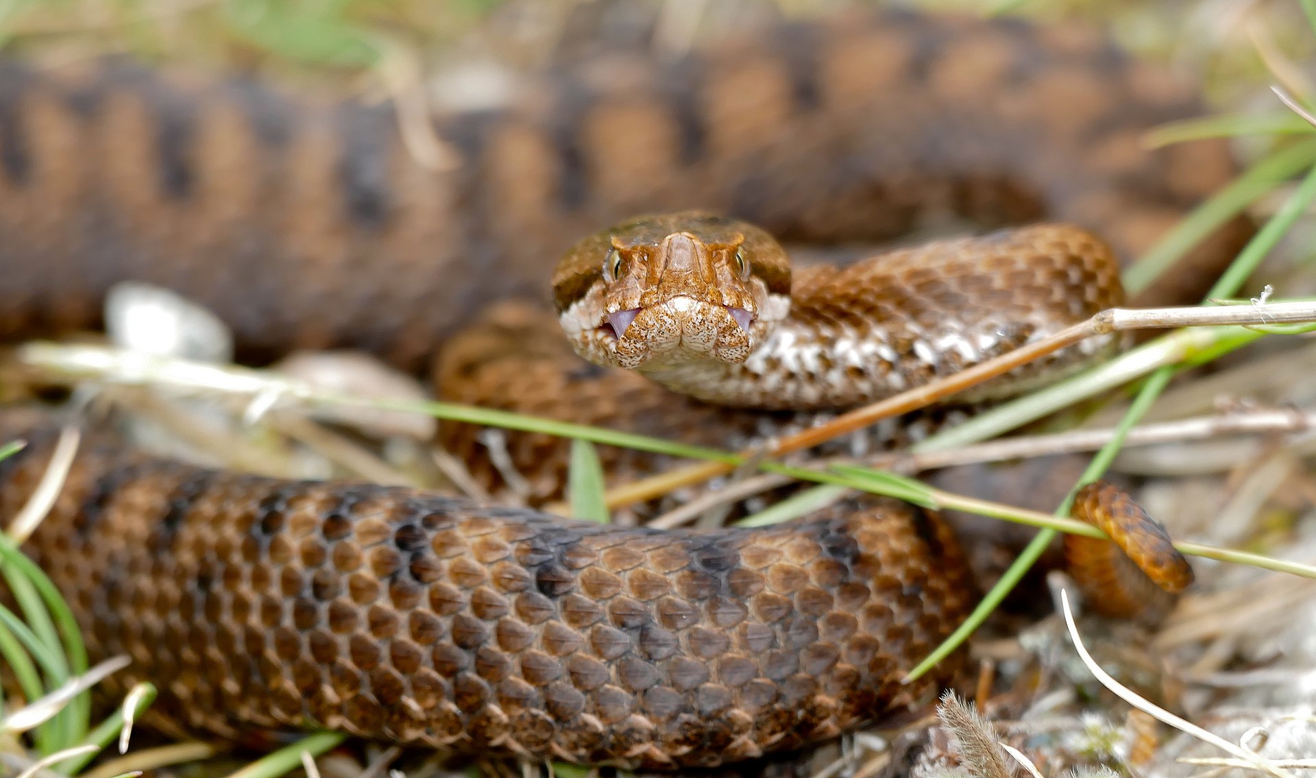 Asp Viper (*Vipera aspis*) female (found by Jean Nicolas). Author: Bernard Dupont from France. https://creativecommons.org/licenses/by-sa/2.0/